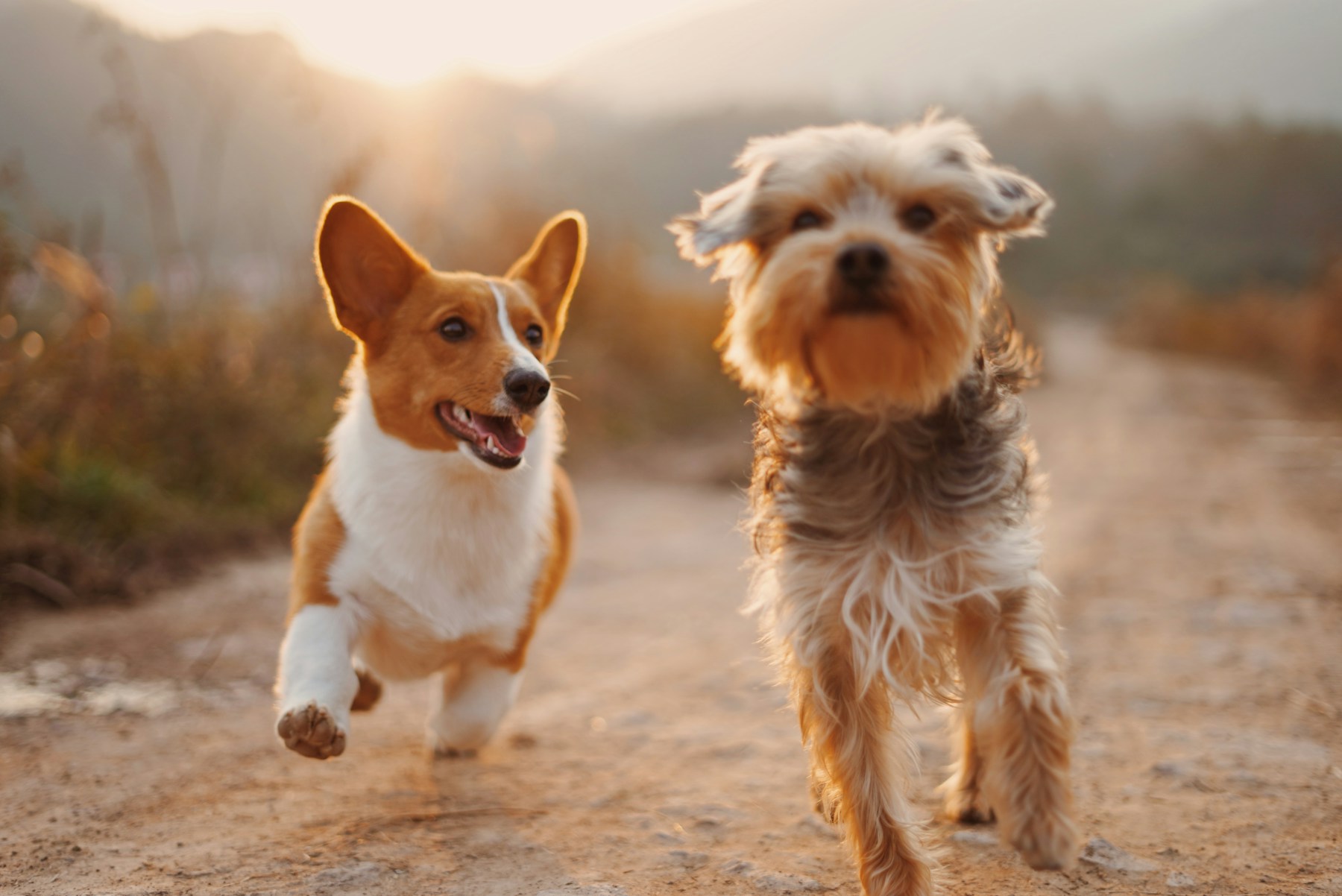 Happy dogs outdoors